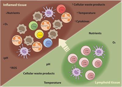 Metabolic Adaptations of CD4+ T Cells in Inflammatory Disease